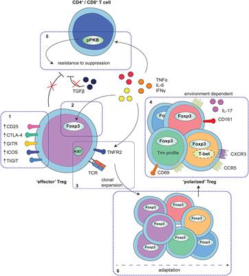 T-Cell Compartmentalization and Functional Adaptation in Autoimmune Inflammation: Lessons From Pediatric Rheumatic Diseases